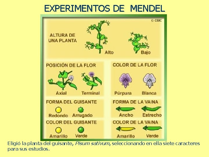 EXPERIMENTOS DE MENDEL Eligió la planta del guisante, Pisum sativum, seleccionando en ella siete