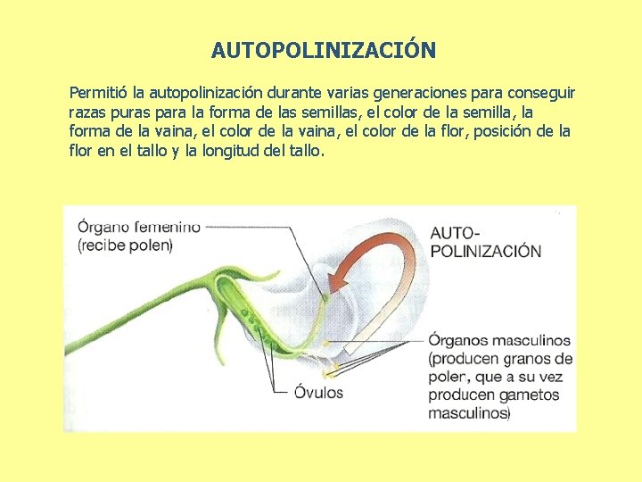 AUTOPOLINIZACIÓN Permitió la autopolinización durante varias generaciones para conseguir razas puras para la forma