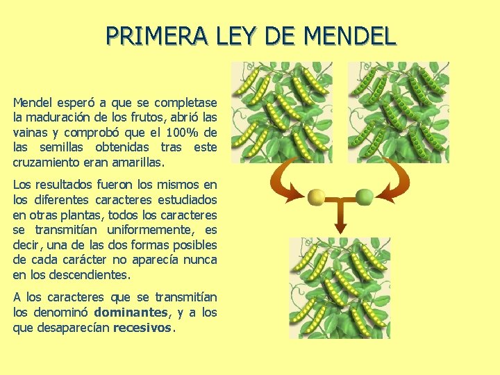 PRIMERA LEY DE MENDEL Mendel esperó a que se completase la maduración de los