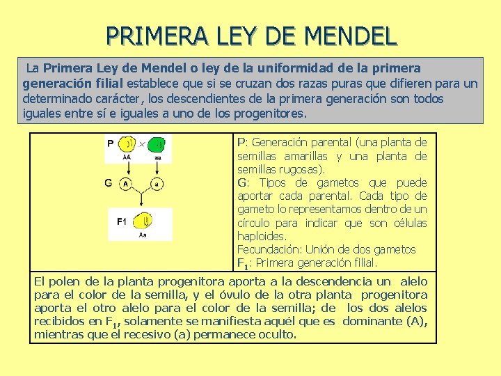 PRIMERA LEY DE MENDEL La Primera Ley de Mendel o ley de la uniformidad
