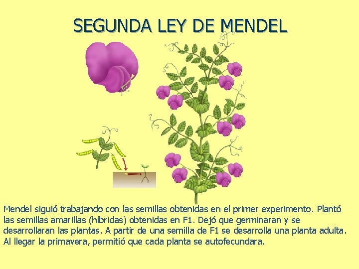 SEGUNDA LEY DE MENDEL Mendel siguió trabajando con las semillas obtenidas en el primer