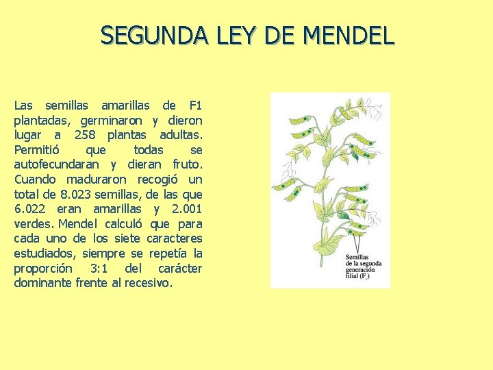 SEGUNDA LEY DE MENDEL Las semillas amarillas de F 1 plantadas, germinaron y dieron