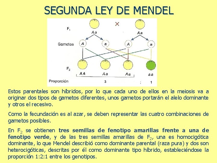 SEGUNDA LEY DE MENDEL Estos parentales son híbridos, por lo que cada uno de