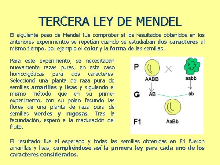 TERCERA LEY DE MENDEL El siguiente paso de Mendel fue comprobar si los resultados