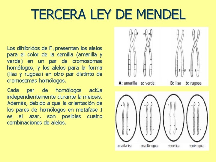 TERCERA LEY DE MENDEL Los dihíbridos de F 1 presentan los alelos para el