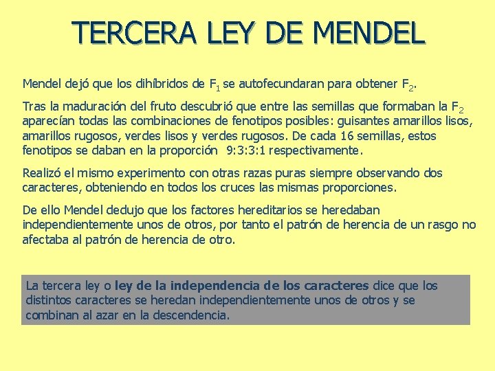 TERCERA LEY DE MENDEL Mendel dejó que los dihíbridos de F 1 se autofecundaran