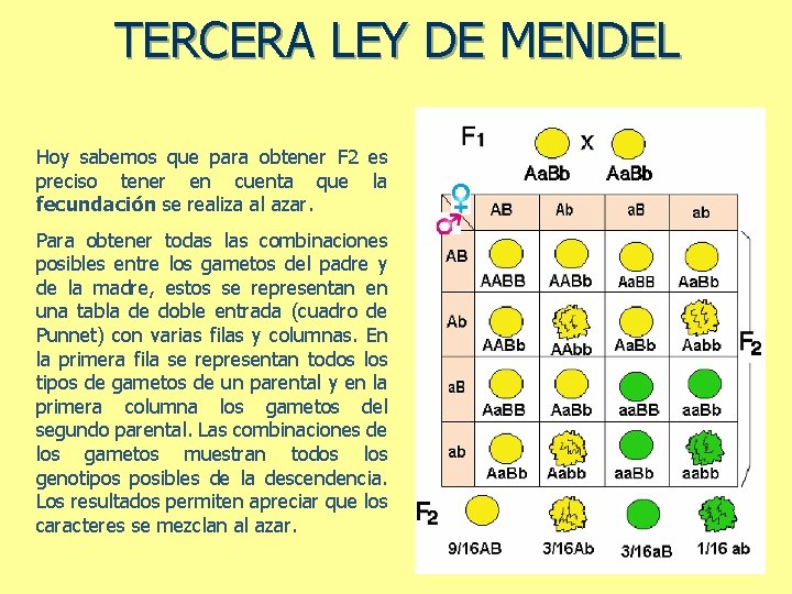 TERCERA LEY DE MENDEL Hoy sabemos que para obtener F 2 es preciso tener