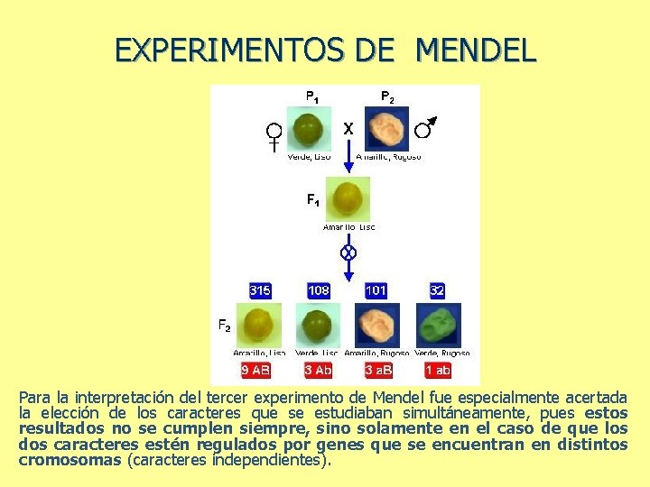 EXPERIMENTOS DE MENDEL Para la interpretación del tercer experimento de Mendel fue especialmente acertada