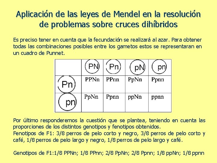Aplicación de las leyes de Mendel en la resolución de problemas sobre cruces dihíbridos