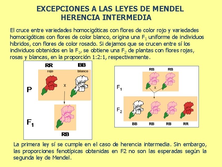 EXCEPCIONES A LAS LEYES DE MENDEL HERENCIA INTERMEDIA El cruce entre variedades homocigóticas con