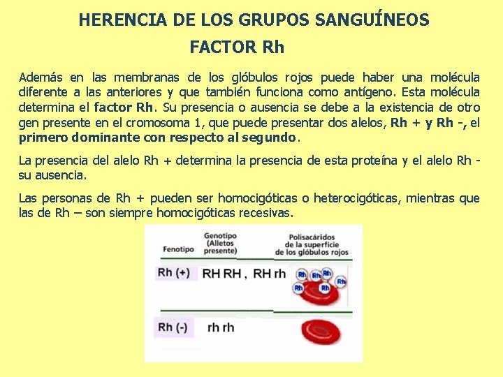 HERENCIA DE LOS GRUPOS SANGUÍNEOS FACTOR Rh Además en las membranas de los glóbulos