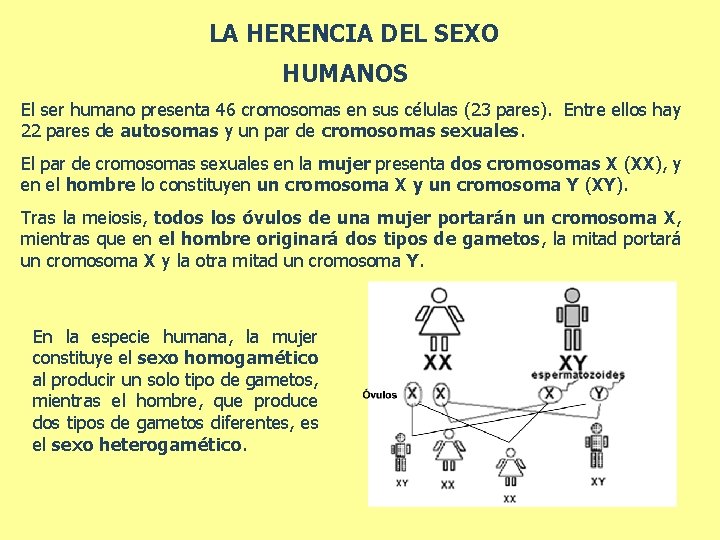 LA HERENCIA DEL SEXO HUMANOS El ser humano presenta 46 cromosomas en sus células