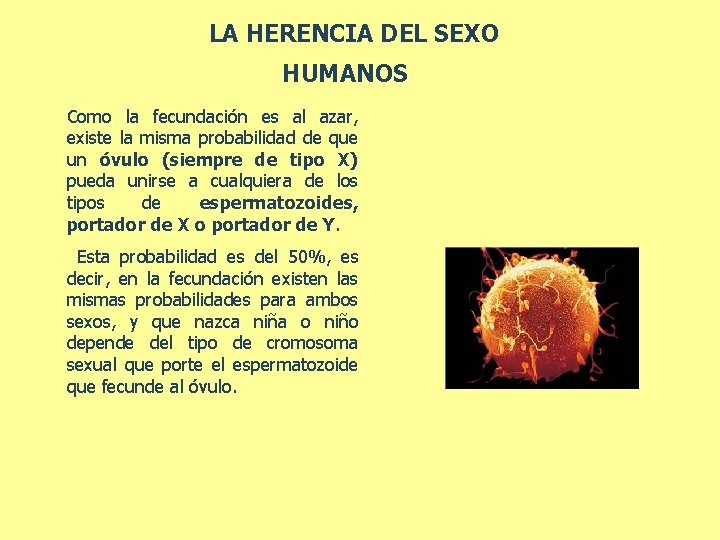 LA HERENCIA DEL SEXO HUMANOS Como la fecundación es al azar, existe la misma