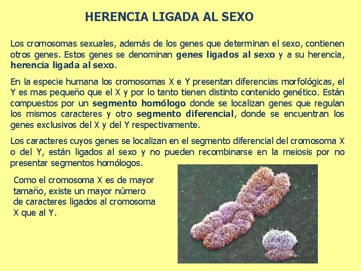 HERENCIA LIGADA AL SEXO Los cromosomas sexuales, además de los genes que determinan el