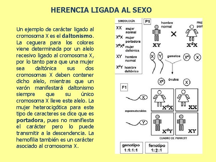 HERENCIA LIGADA AL SEXO Un ejemplo de carácter ligado al cromosoma X es el