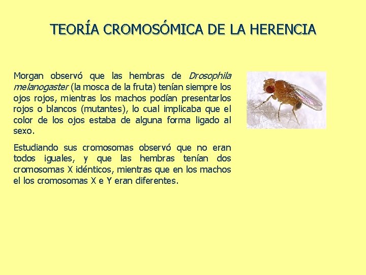 TEORÍA CROMOSÓMICA DE LA HERENCIA Morgan observó que las hembras de Drosophila melanogaster (la