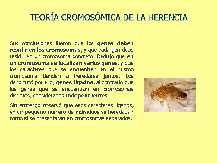 TEORÍA CROMOSÓMICA DE LA HERENCIA Sus conclusiones fueron que los genes deben residir en