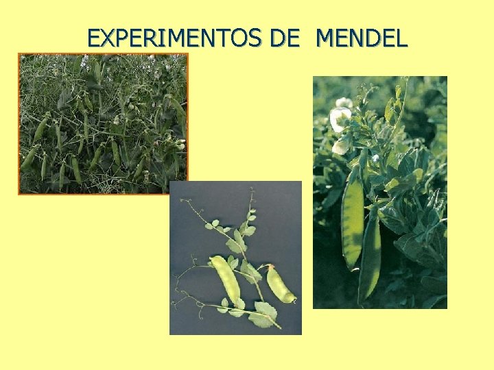 EXPERIMENTOS DE MENDEL 