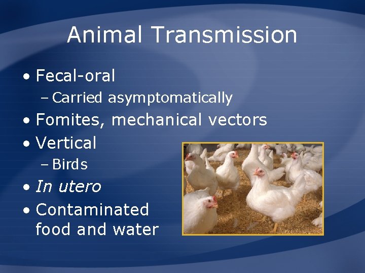 Animal Transmission • Fecal-oral – Carried asymptomatically • Fomites, mechanical vectors • Vertical –