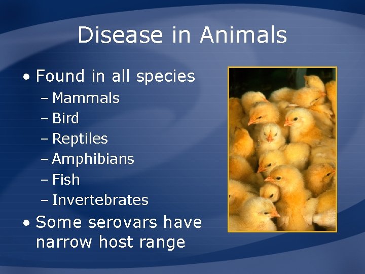 Disease in Animals • Found in all species – Mammals – Bird – Reptiles