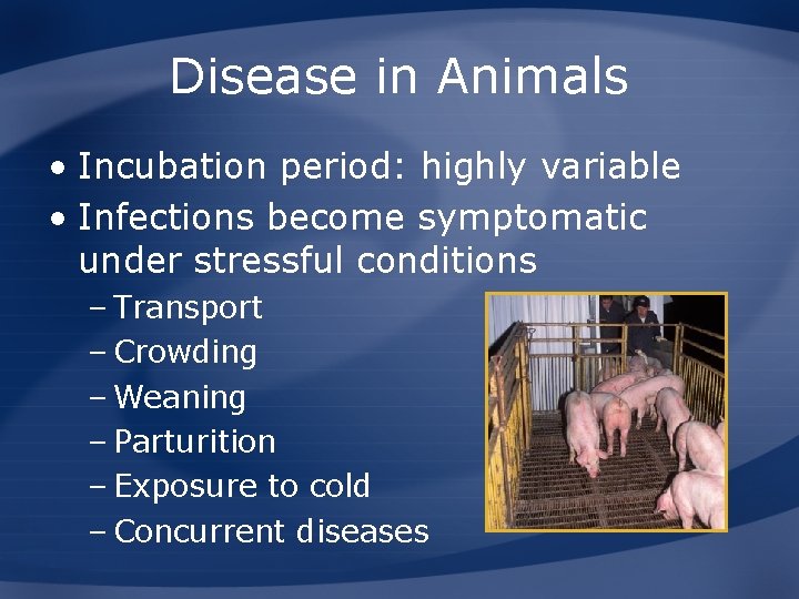Disease in Animals • Incubation period: highly variable • Infections become symptomatic under stressful
