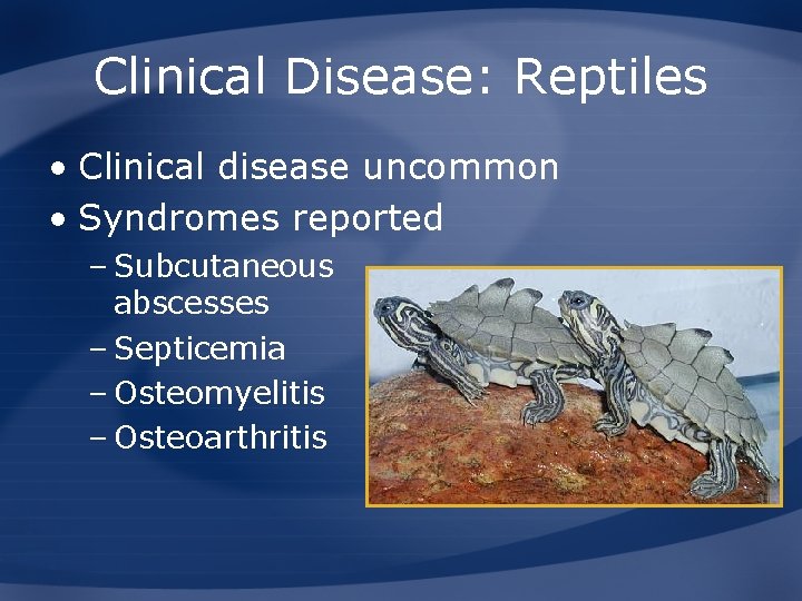 Clinical Disease: Reptiles • Clinical disease uncommon • Syndromes reported – Subcutaneous abscesses –