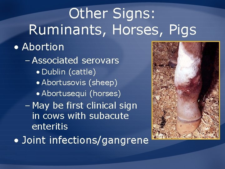 Other Signs: Ruminants, Horses, Pigs • Abortion – Associated serovars • Dublin (cattle) •