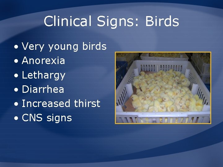 Clinical Signs: Birds • Very young birds • Anorexia • Lethargy • Diarrhea •
