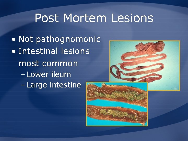 Post Mortem Lesions • Not pathognomonic • Intestinal lesions most common – Lower ileum