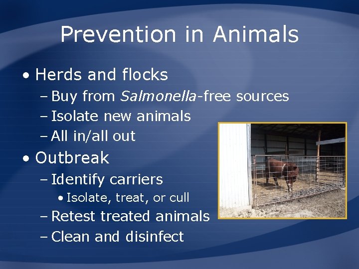 Prevention in Animals • Herds and flocks – Buy from Salmonella-free sources – Isolate