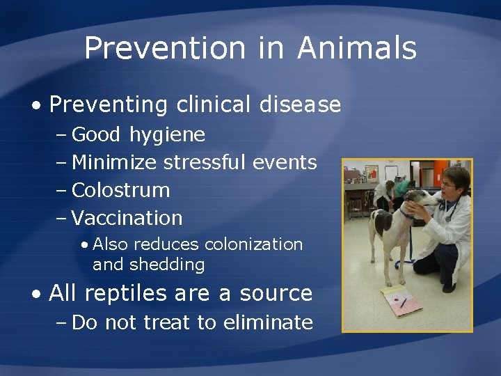 Prevention in Animals • Preventing clinical disease – Good hygiene – Minimize stressful events