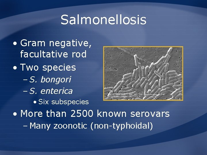 Salmonellosis • Gram negative, facultative rod • Two species – S. bongori – S.