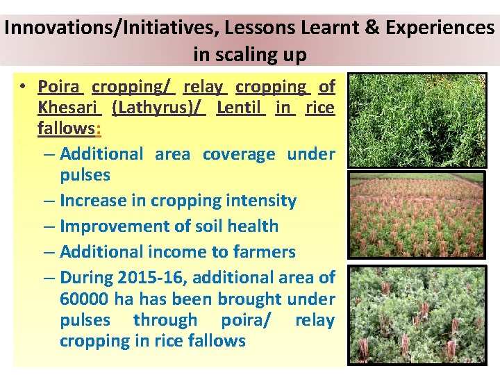 Innovations/Initiatives, Lessons Learnt & Experiences in scaling up • Poira cropping/ relay cropping of