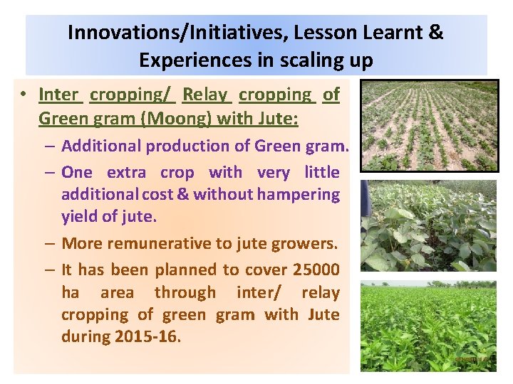 Innovations/Initiatives, Lesson Learnt & Experiences in scaling up • Inter cropping/ Relay cropping of