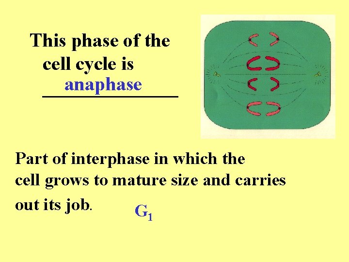 This phase of the cell cycle is anaphase _______ Part of interphase in which This phase of the cell cycle is anaphase _______ Part of interphase in which