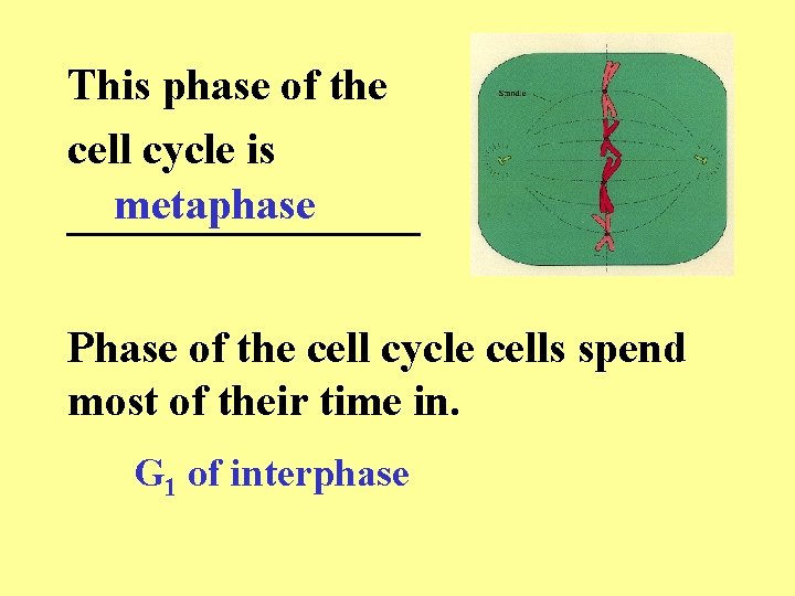 This phase of the cell cycle is metaphase ________ Phase of the cell cycle This phase of the cell cycle is metaphase ________ Phase of the cell cycle