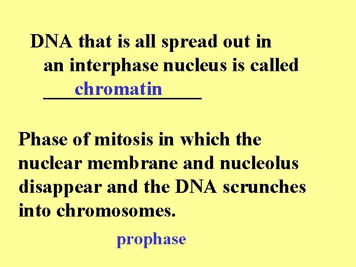 DNA that is all spread out in an interphase nucleus is called ________ chromatin DNA that is all spread out in an interphase nucleus is called ________ chromatin