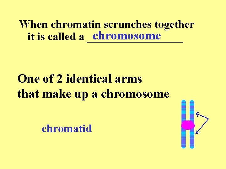 When chromatin scrunches together chromosome it is called a _________ One of 2 identical When chromatin scrunches together chromosome it is called a _________ One of 2 identical