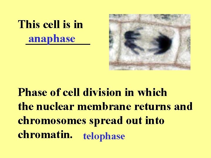 This cell is in ______ anaphase Phase of cell division in which the nuclear This cell is in ______ anaphase Phase of cell division in which the nuclear