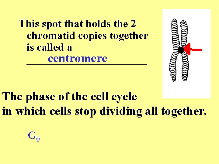 This spot that holds the 2 chromatid copies together is called a centromere ___________ This spot that holds the 2 chromatid copies together is called a centromere ___________