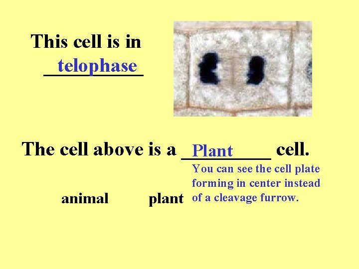 This cell is in _____ telophase The cell above is a _____ cell. Plant This cell is in _____ telophase The cell above is a _____ cell. Plant