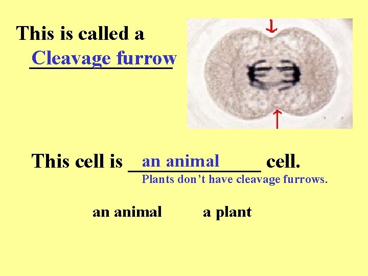This is called a _______ Cleavage furrow an animal This cell is _______ cell. This is called a _______ Cleavage furrow an animal This cell is _______ cell.