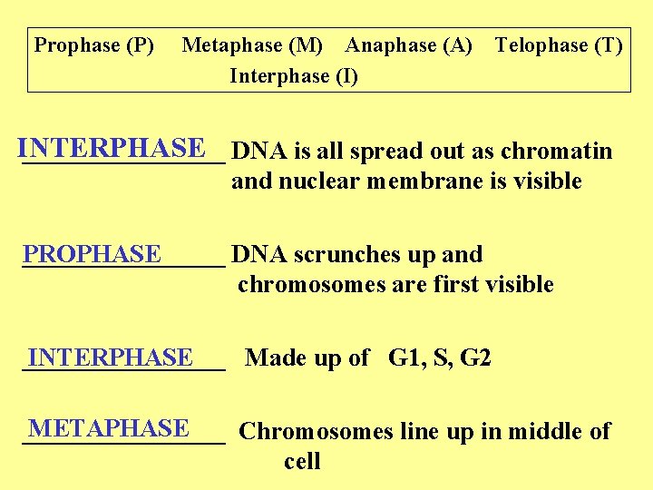 Prophase (P) Metaphase (M) Anaphase (A) Interphase (I) Telophase (T) INTERPHASE ________ DNA is Prophase (P) Metaphase (M) Anaphase (A) Interphase (I) Telophase (T) INTERPHASE ________ DNA is