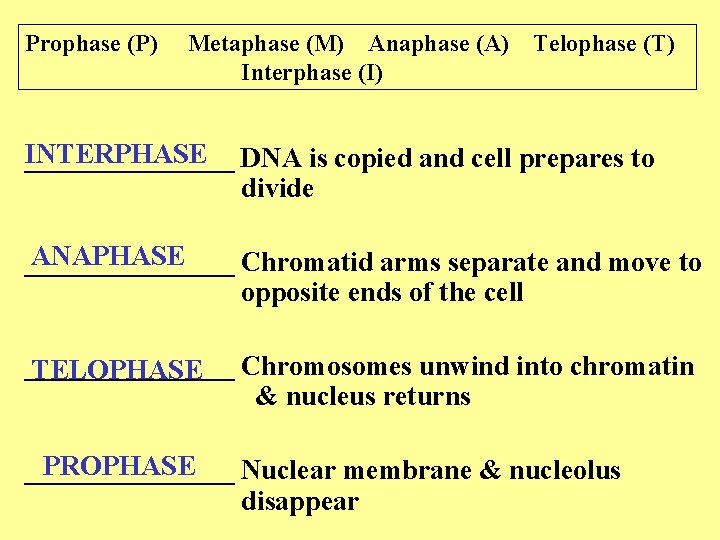 Prophase (P) Metaphase (M) Anaphase (A) Interphase (I) Telophase (T) INTERPHASE ________ DNA is Prophase (P) Metaphase (M) Anaphase (A) Interphase (I) Telophase (T) INTERPHASE ________ DNA is