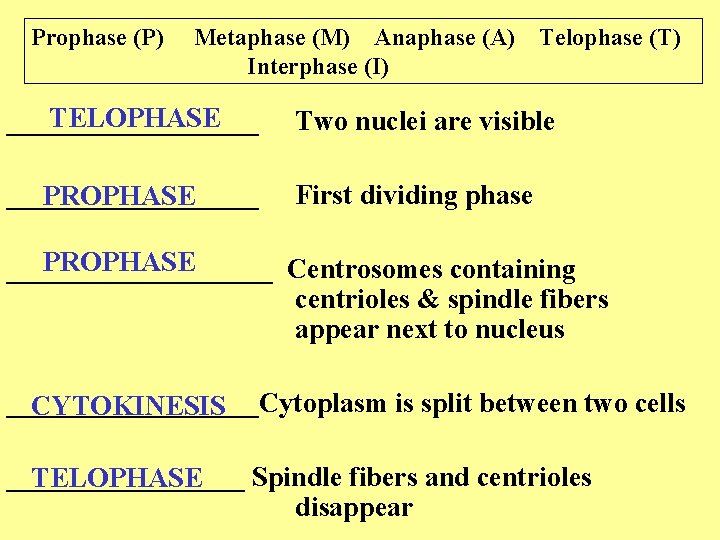 Prophase (P) Metaphase (M) Anaphase (A) Interphase (I) Telophase (T) TELOPHASE _________ Two nuclei Prophase (P) Metaphase (M) Anaphase (A) Interphase (I) Telophase (T) TELOPHASE _________ Two nuclei