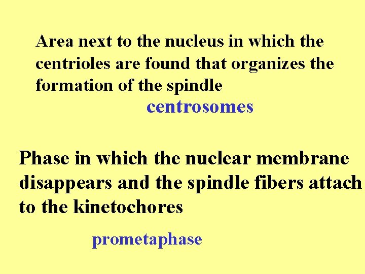 Area next to the nucleus in which the centrioles are found that organizes the Area next to the nucleus in which the centrioles are found that organizes the