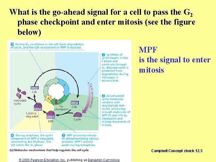 What is the go-ahead signal for a cell to pass the G 2 phase What is the go-ahead signal for a cell to pass the G 2 phase