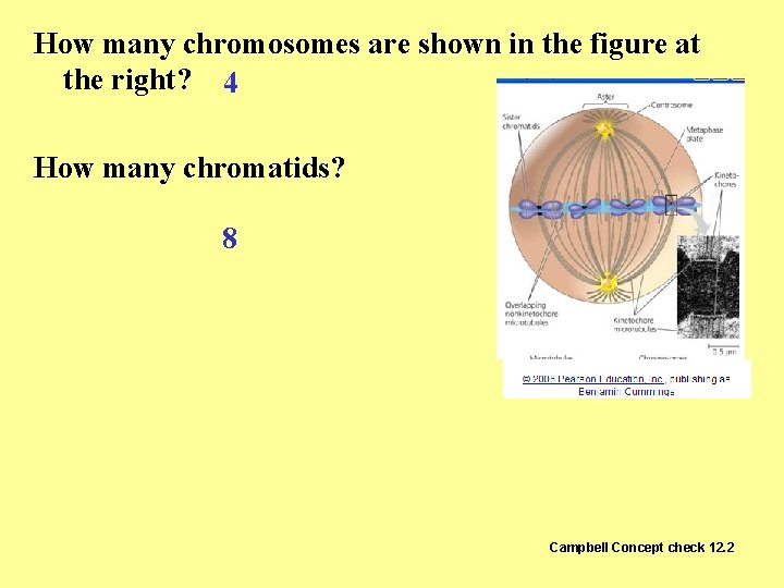 How many chromosomes are shown in the figure at the right? 4 How many How many chromosomes are shown in the figure at the right? 4 How many