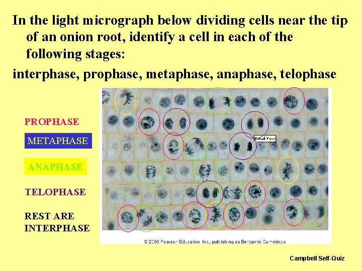In the light micrograph below dividing cells near the tip of an onion root, In the light micrograph below dividing cells near the tip of an onion root,