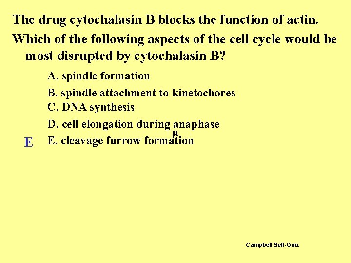 The drug cytochalasin B blocks the function of actin. Which of the following aspects The drug cytochalasin B blocks the function of actin. Which of the following aspects
